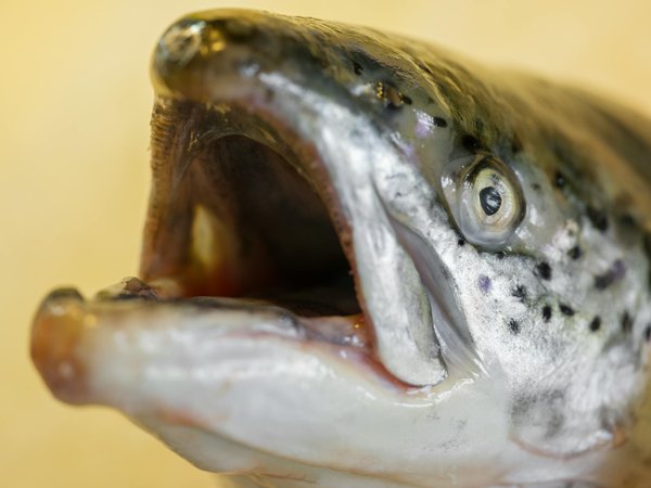 La podologie esthétique : quand la beauté rencontre la santé