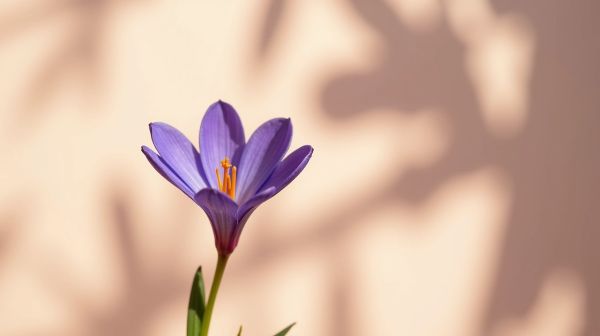 L'ube, ce tubercule violet qui remplace le café sans caféine